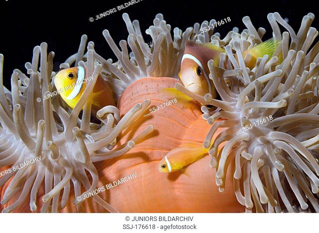 Maldives Anemonefish, (Amphiprion nigripes), pair in its sea anemone. South Male Atoll, Maldives