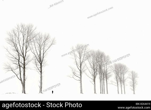 Einsame Frau läuft in winterlicher Baum Allee, schwazweiß, Kaufbeuren, Ostallgäu, Bayern, Deutschland