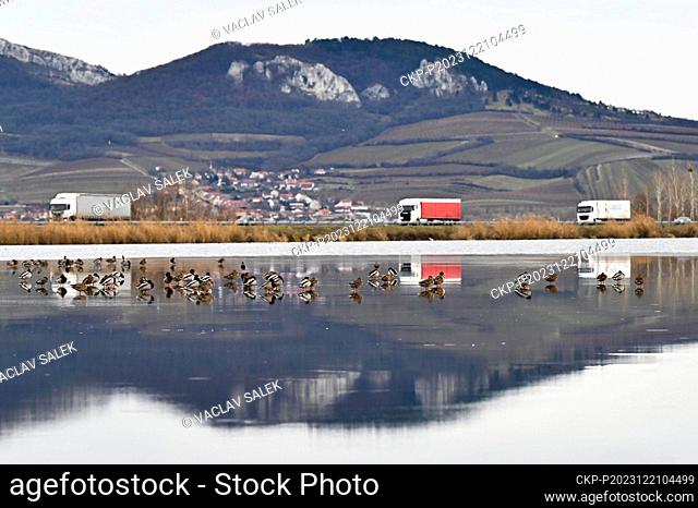 A flock of geese resting on the upper reservoir of the Nove Mlyny waterworks near Pasohlavky near Breclav, South Moravian Region, December 21, 2023