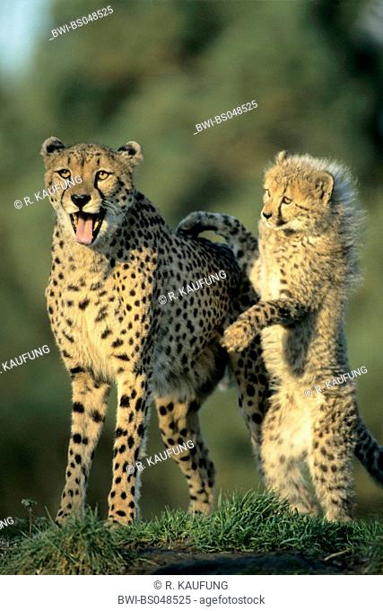 cheetah (Acinonyx jubatus), female playing with young