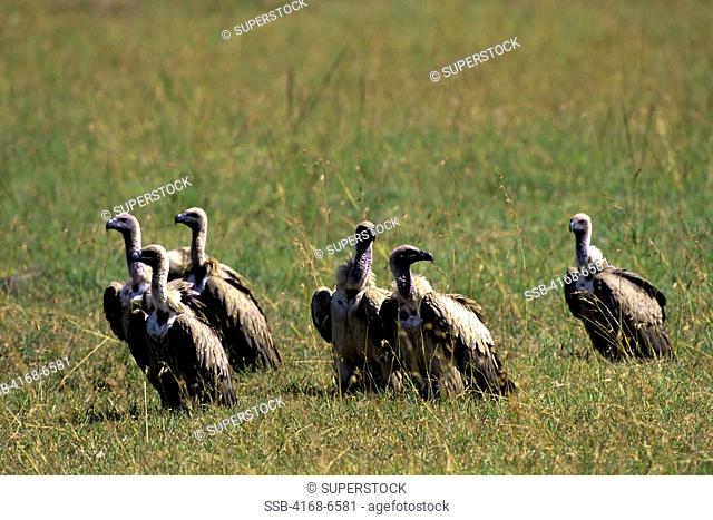 kenya, masai mara, white-backed vultures waiting for cheetah kill