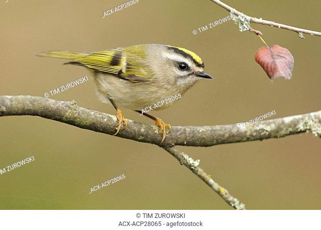Golden-crowned Kinglet on perch at Victoria BC, Canada