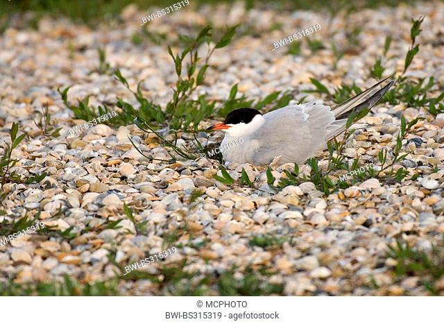 Common tern (Sterna hirundo), breeding on a bed of mussels, Netherlands, Texel