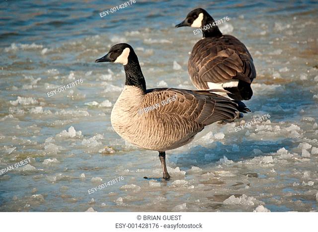 Canada Geese Standing on a Frozen Pond