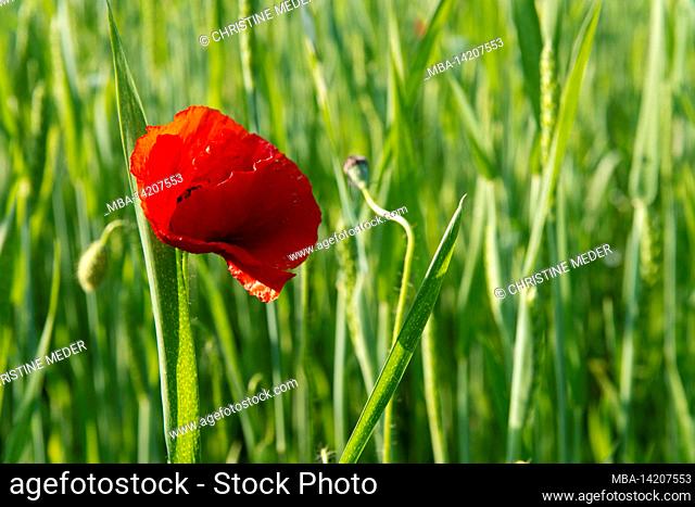 Poppy field, poppy blossom, summer