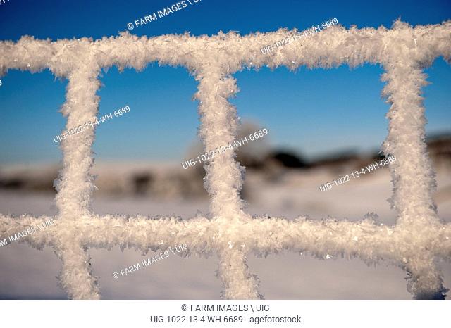 Close up of Hoar frost forming on wire fence, forming ice crystals. (Photo by: Wayne Hutchinson/Farm Images/UIG)