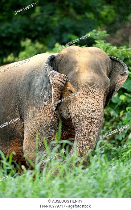 Asian Elephant, animal, Thailand, elephant, mammal, elephas maximus, vertical