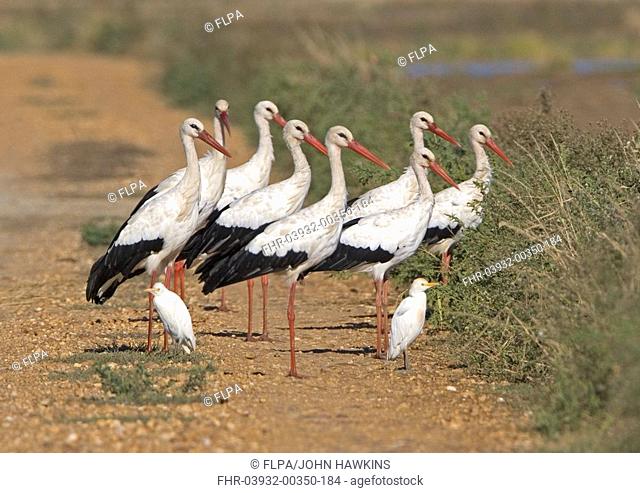 White Stork Ciconia ciconia eight adults, standing with two Cattle Egrets Bubulcus ibis, Extremadura, Spain, september