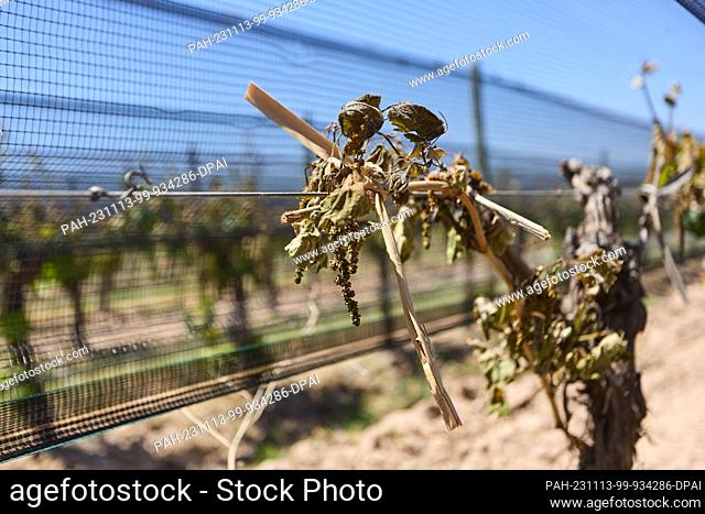 13 November 2023, Argentina, Lujan De Cuyo: View of vines that were severely affected by the late frost. According to estimates by the Argentinian Federal...