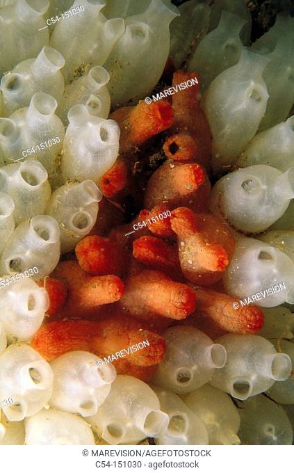 Sea Squirts (Polycarpa mamillaris and Distomus variolosus). Galicia, Spain