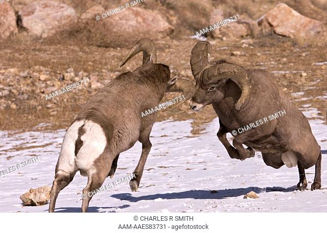 Bighorn Sheep Rams butting heads during the fall rut in Colorado 11/21/2004 (Ovis canadensis)
