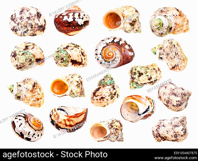 set of sea shell of molluscs isolated on white background