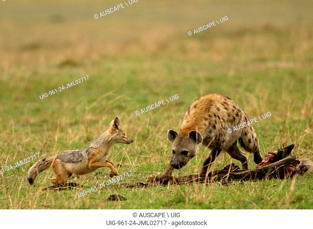 Spotted hyena, Crocuta crocuta, confronting Black-backed jackal, Canis mesmelas, over carrion. Masai Mara National Reserve, Kenya, East Africa