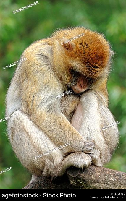 Barbary macaque (Macaca sylvanus), male (Macaca sylvana)