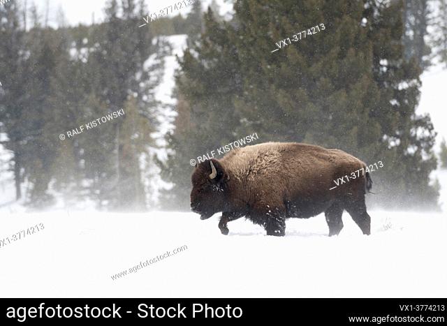 American Bison / Amerikanischer Bison ( Bison bison ) in winter, heavy bull, walking through deep snow, snowfall, harsh winter weather, Yellowstone NP, Wyoming
