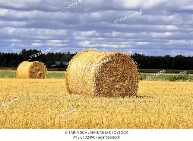 Agricultural landscape of sunlit golden straw bales on stubble field with dark cloudy sky on background
