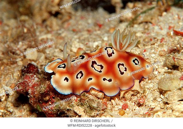 nudibranch, Chromodoris leopardus, Bohol Sea Pacific Ocean Panglao Island Bohol, Philippinen