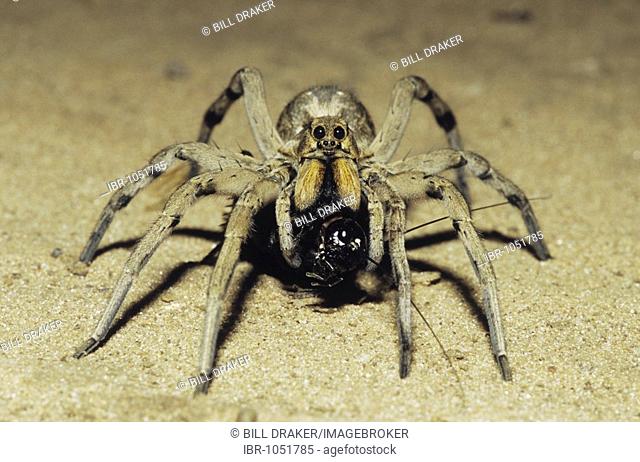 Wolf Spider (Lycosidae), adult with cricket prey in desert, Starr County, Rio Grande Valley, Texas, USA