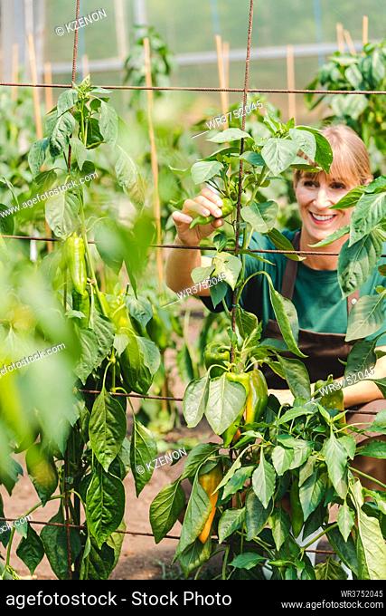 Woman gardener in commercial greenhouse growing bell pepper controlling the plants