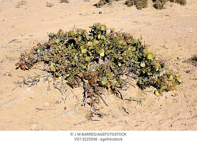 Dollar bush (Zygophyllum stapfii) is a succulent perennial shrub native to Namibia. This photo was taken in Namib Desert near Swakopmund, Namibia