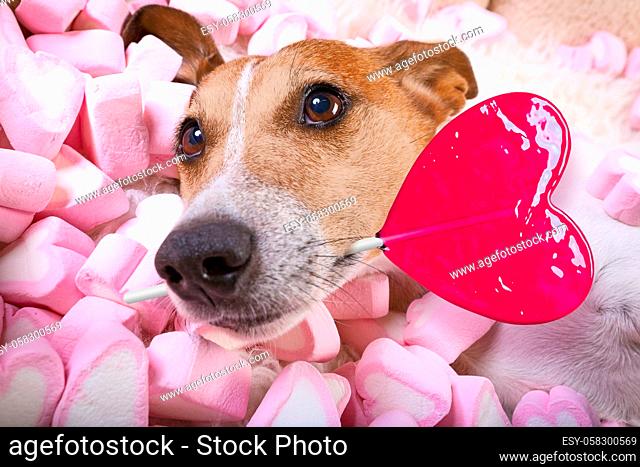 jack russell dog looking and staring at you  , while lying on bed full of marshmallows as background , in love, pink lolly or lollypop