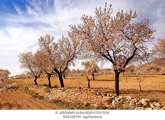 Almond trees. Almeria  province, Andalusia. Spain