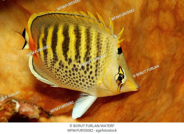 Spot-banded Butterflyfish, Chaetodon punctatofasiatus, Bunaken, North Sulawesi, Indonesia
