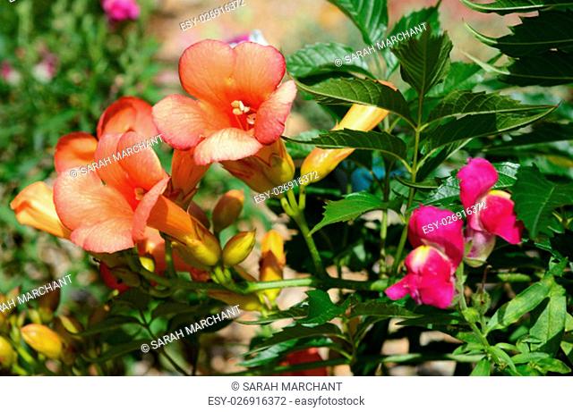Campsis - trumpet vine - and antirrhinum - snapdragon - flowers among lush green foliage