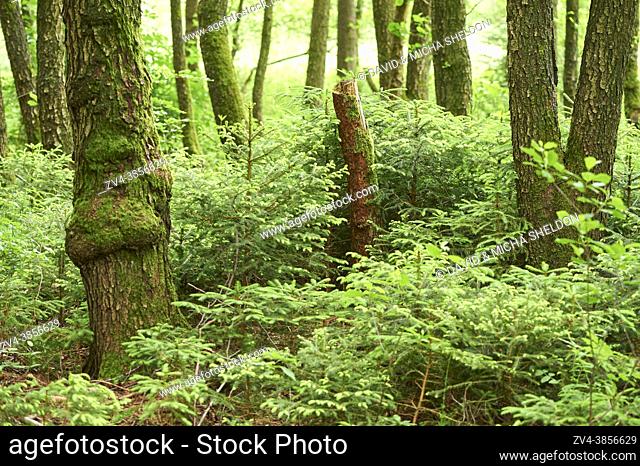 Landscape of a young Norway spruce (Picea abies) forest in early summer