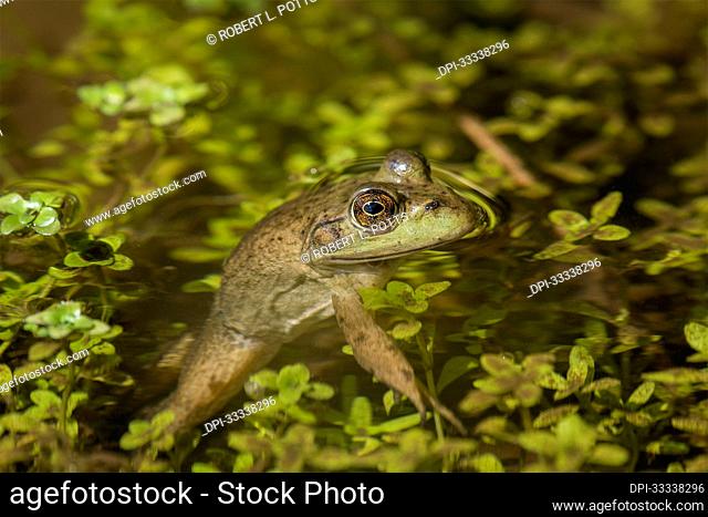 Close-up portrait of an American bullfrog (Lithobates catesbeianus) in the water with aquatic plants; Astoria, Oregon, United States of America
