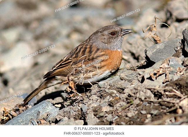 Robin Accentor Prunella rubeculoides adult, foraging on ground, Sichuan Province, China, december