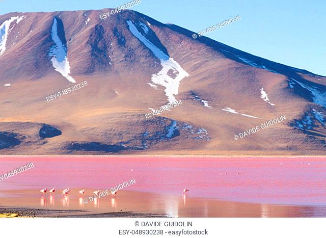 Laguna Colorada flamingos, Bolivia. Puna flamingo. Andean wildlife. Red lagoon