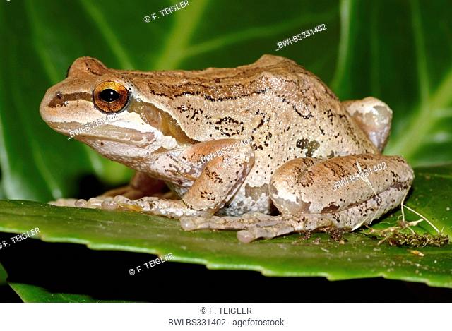 Paific Tree Frog , Pacific Chorus Frog (Hyla regilla, , Pseudacris regilla), on a leaf