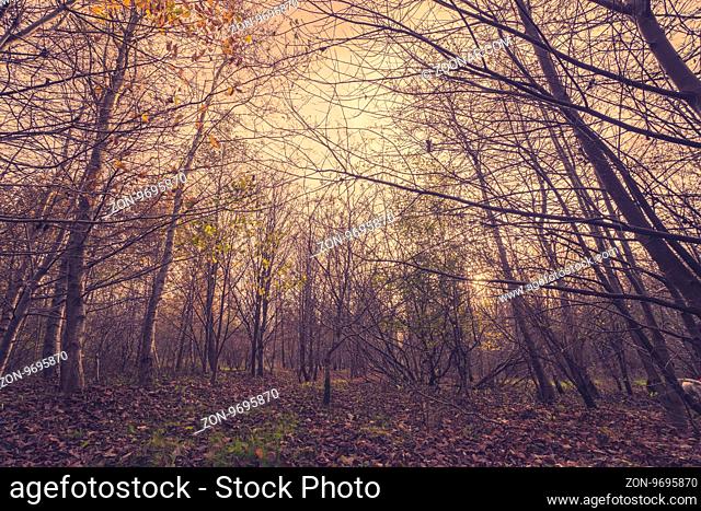Forest in the autumn with leaves ib the ground