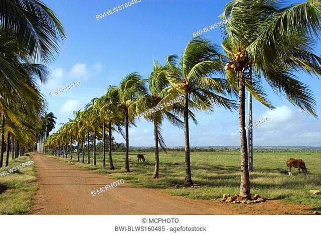 coconut palm Cocos nucifera, palm tree avenue near Cardenas, Cuba, Caribbean Sea