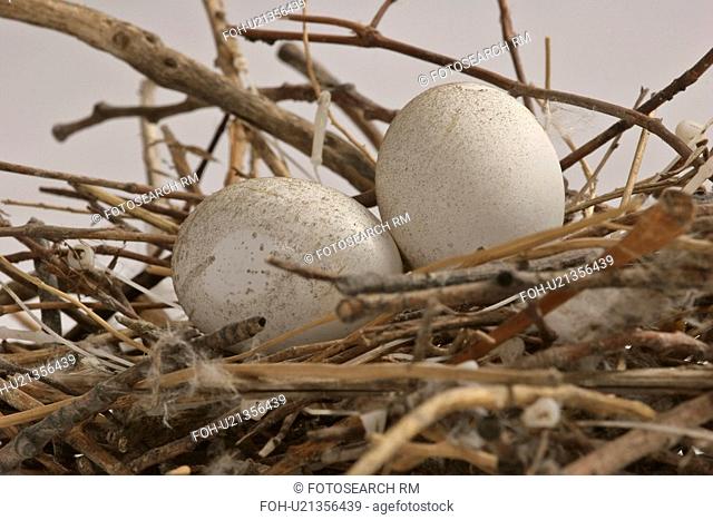 pigeon, scenic, nest, eggs, rock