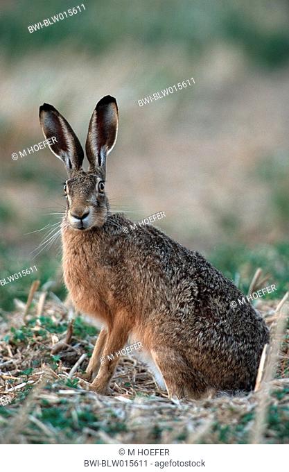 European hare Lepus europaeus, Aug 98