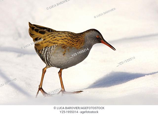 Water Rail on the snow