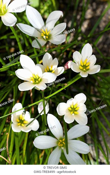ZEPHYRANTHES CANDIDA FLOWERS OF THE WESTERN WIND TENDER BULB AUGUST