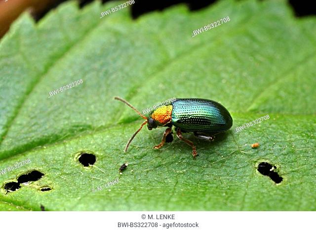 willow flea beetle (Crepidodera aurata), sitting on a leaf, Germany, Thueringen