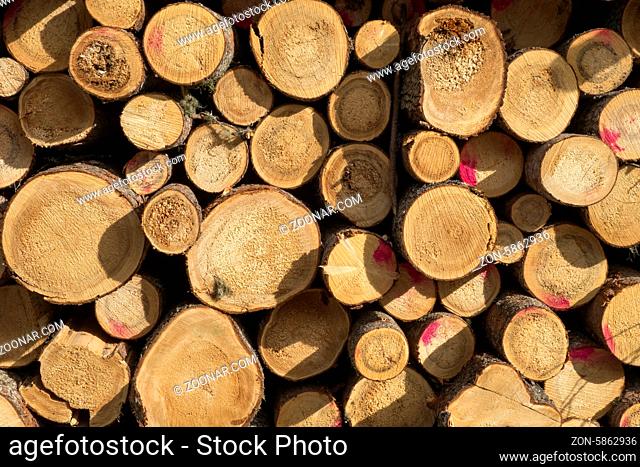 Texture of wood logs background