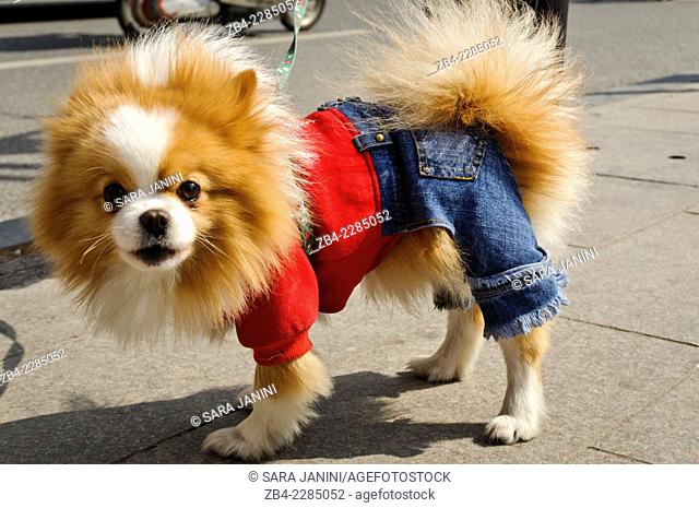 Pekinese dog with jeans, Nanjing Road, Huangpu District, Shanghai, China, Asia