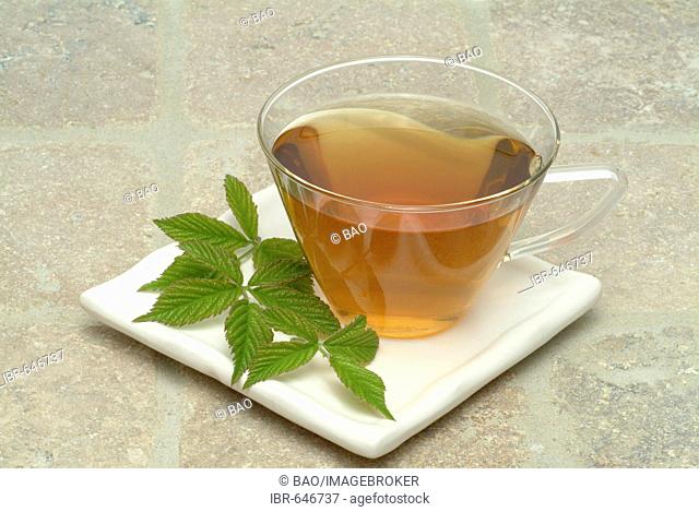 Musk-Mallow (Malva moschata), herbal tea