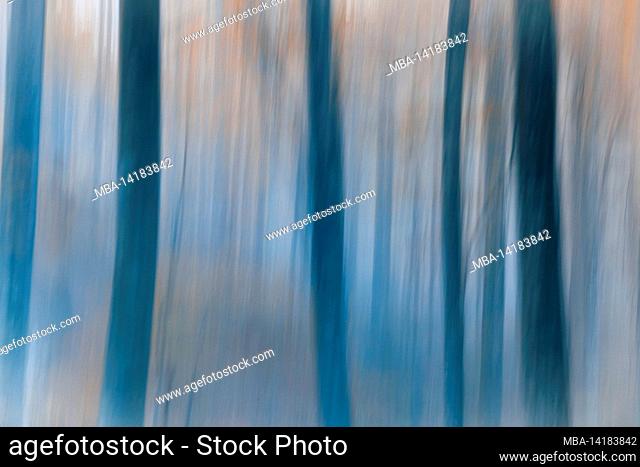 Abstract image, in the woods, spectral image, cold tones