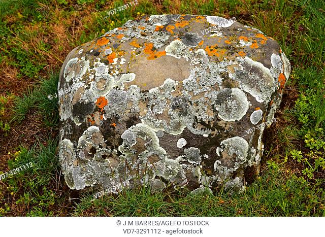 Lichens (Xanthoparmelia, Xanthoria) on a rock in Babia, Leon province, Castilla-leon, Spain