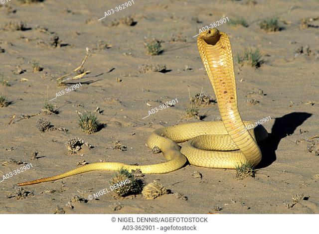 Cape Cobra (Naja nivea), threat display. Kgalagadi Transfrontier Park, South Africa