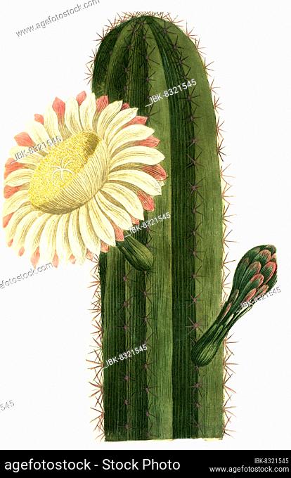 Erectus, a genus of plant in the cactus family (Cereus), Historical, digitally restored reproduction from an 18th century original