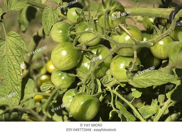 Fresh vegetables, green tomatoes, in the vegetable garden, fruit and plant