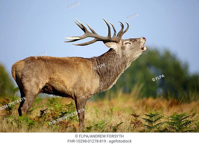 Red Deer (Cervus elaphus) mature stag, roaring, during rutting season, Richmond Park, London, England, October