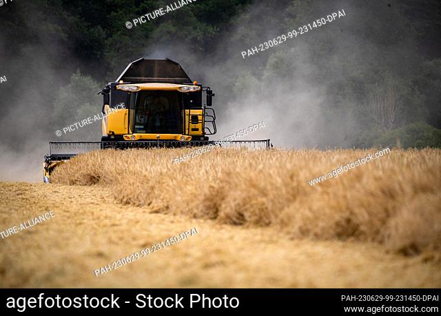 29 June 2023, Baden-Württemberg, Helmstadt: Farmer Achim Mattern drives his combine through his field threshing winter barley